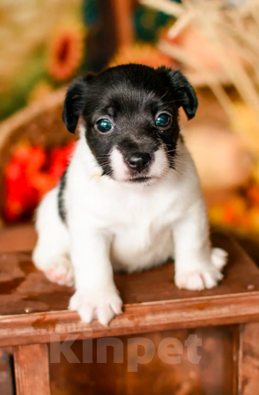 Собаки в Симферополе: Эксклюзивная девочка Джек Рассел терьер  Девочка, 17 000 руб. - фото 1