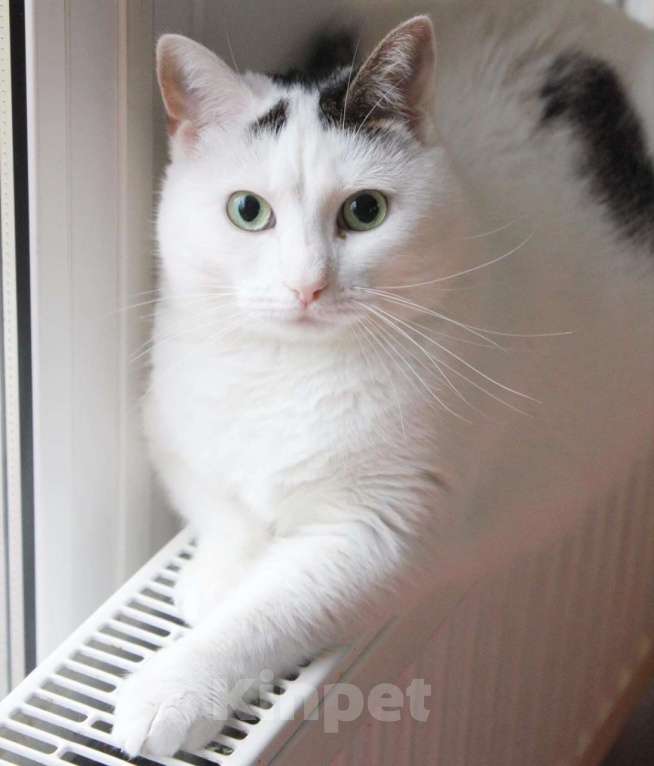 Кошки в Москве: Тициановская Даная в кошачьем облике  Девочка, Бесплатно - фото 3