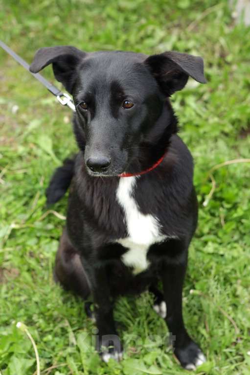 Собаки в Санкт-Петербурге: Отдам собаку бесплатно Девочка, Бесплатно - фото 3