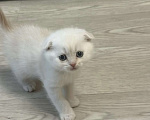 Кошки в Хабаровске: Шотландские котятки Мальчик, 15 000 руб. - фото 3