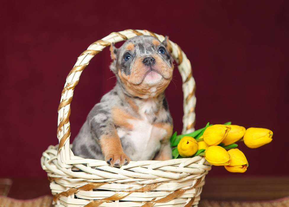 Собаки в Обнинске: Девочка булли голубой мрамор мерле с подпалом Девочка, 150 000 руб. - фото 1