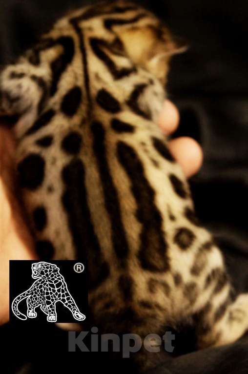 Кошки в Хабаровске: Бенгальский котенок. Профессиональный Питомник. Мальчик, Бесплатно - фото 9