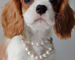 Собаки в других городах Московской области: Девочка кавалер Кинг Чарльз спаниель Девочка, 120 000 руб. - фото 5