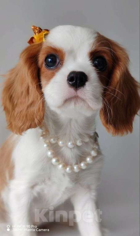 Собаки в других городах Московской области: Девочка кавалер Кинг Чарльз спаниель Девочка, 120 000 руб. - фото 5