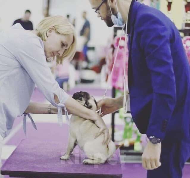 Собаки в Москве: Шагар Шервуд Мальчик, 85 000 руб. - фото 5