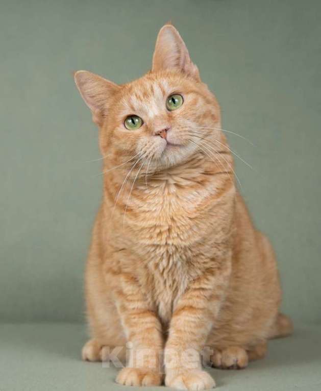 Кошки в Москве: Ярко-рыжая спокойная кошка Роза в добрые руки Девочка, 1 руб. - фото 2