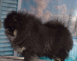 Собаки в Волгодонске: Померанский шпиц РКФ Девочка, 50 000 руб. - фото 2