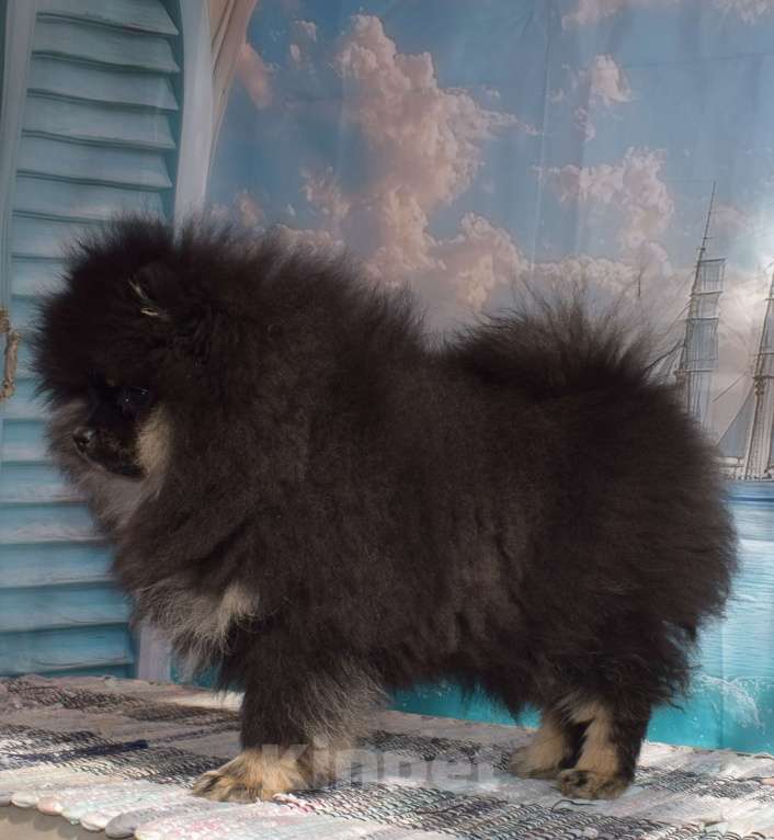 Собаки в Волгодонске: Померанский шпиц РКФ Девочка, 50 000 руб. - фото 2