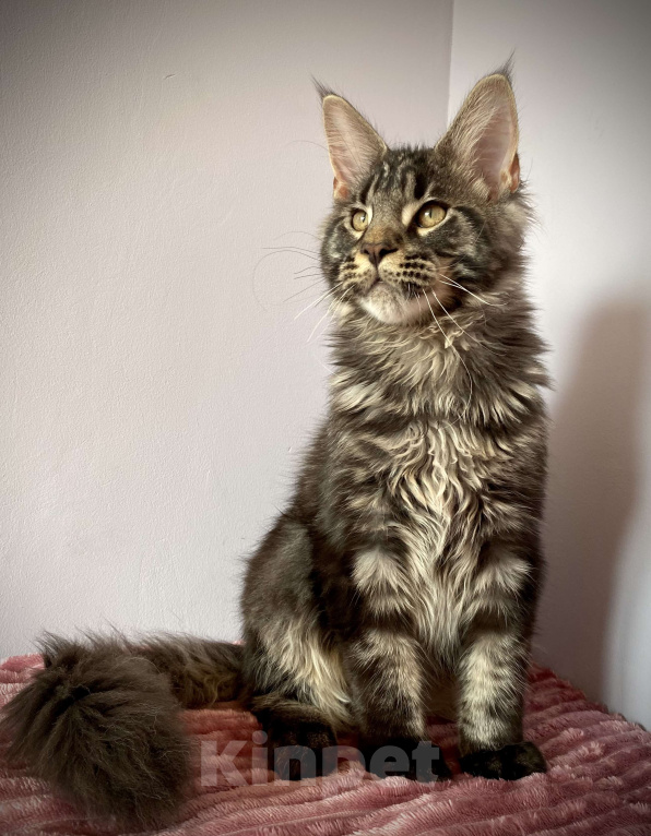 Кошки в Санкт-Петербурге: Мейн кун котенок мальчик Мальчик, 45 000 руб. - фото 3