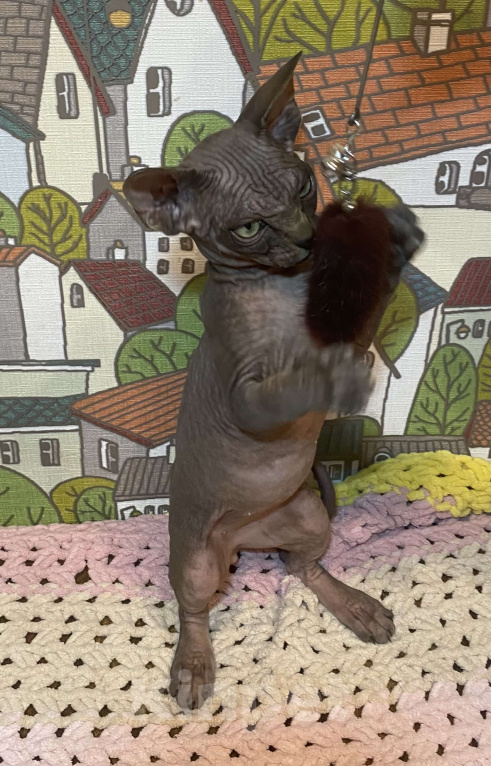 Кошки в Москве: Гетсби-огнищенский парень Мальчик, 45 000 руб. - фото 6