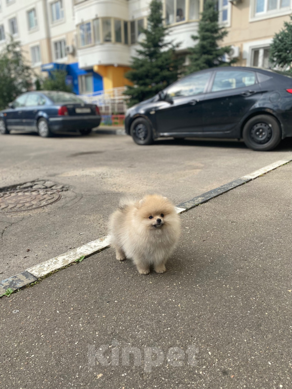 Собаки в Москве: Шпиц померанский Мальчик, 60 000 руб. - фото 3