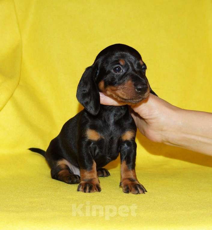 Собаки в Иваново: Такса стандартная г-ш. РКФ Мальчик, Бесплатно - фото 3