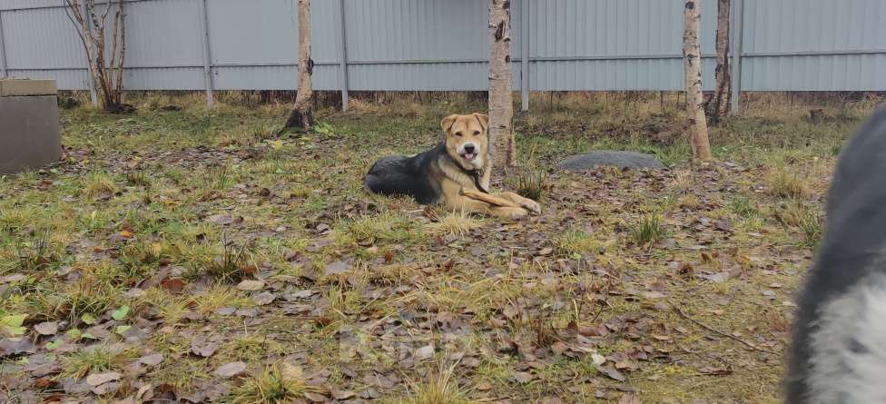 Собаки в Сясьстрое: Розыск. Мальчик, 10 000 руб. - фото 2