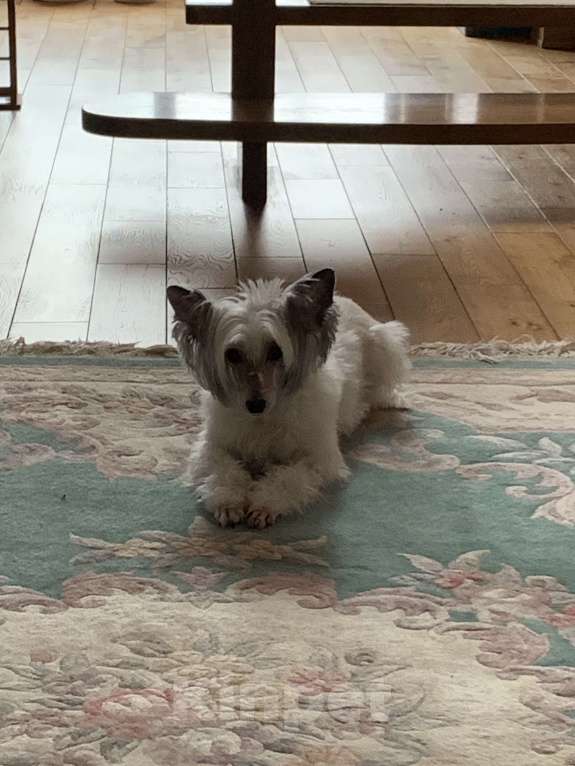 Собаки в Апатите: ПРОПАЛА СОБАКА БЕРТА / АПАТИТЫ КОЗЛОВА Девочка, 50 000 руб. - фото 2