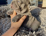 Собаки в Краснодаре: Щеночек французкого бульдога Мальчик, 100 000 руб. - фото 1