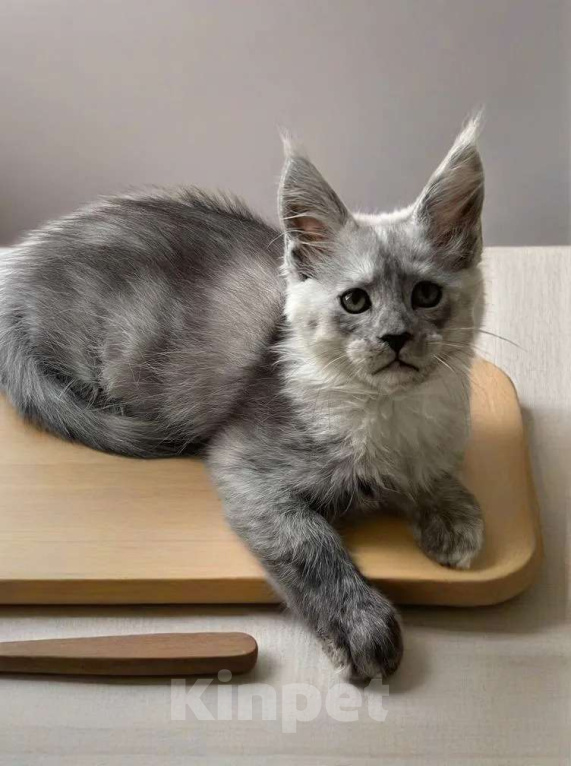 Кошки в Москве: Пушистый ангел для вашего новогоднего настроения Девочка, 100 000 руб. - фото 2