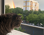 Кошки в Москве: Помогите найти Дарью! Девочка, 10 000 руб. - фото 4