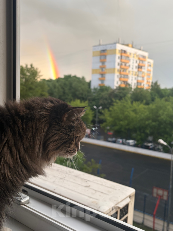 Кошки в Москве: Помогите найти Дарью! Девочка, 10 000 руб. - фото 4