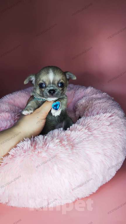 Собаки в Москве: Супер кукольный малыш Мальчик, 50 000 руб. - фото 4