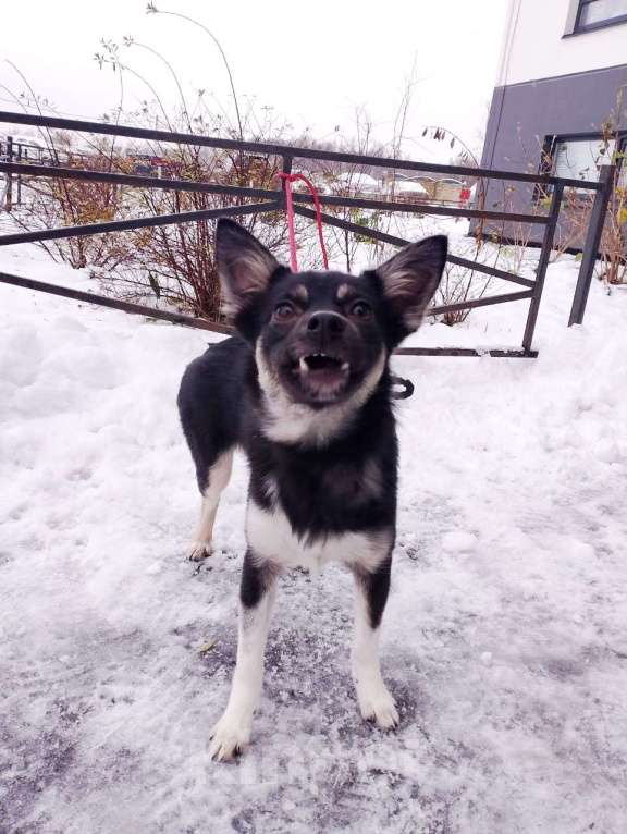 Собаки в Санкт-Петербурге: Ищет дом крошка-собачка весом 6 кг Девочка, Бесплатно - фото 5