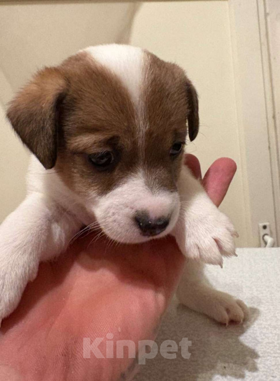 Собаки в Санкт-Петербурге: Щенки Джек Рассел терьер (мальчик) Мальчик, 35 000 руб. - фото 5