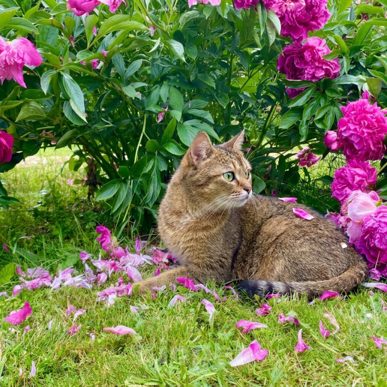 Кошки в Москве: кошка Кася ждет семью Девочка, Бесплатно - фото 7