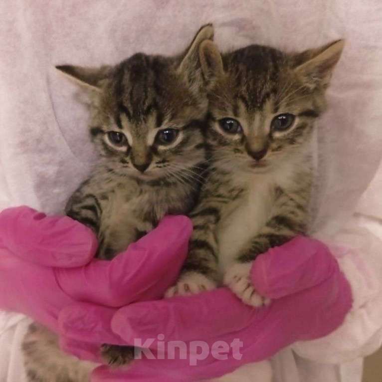 Кошки в Москве: Маленькие котята девочки Девочка, Бесплатно - фото 2