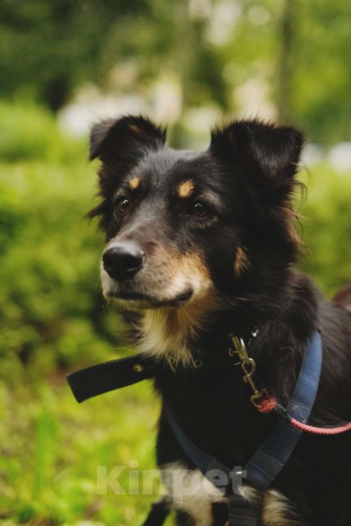 Собаки в Санкт-Петербурге: Дельта из приюта в добрые руки Девочка, Бесплатно - фото 1