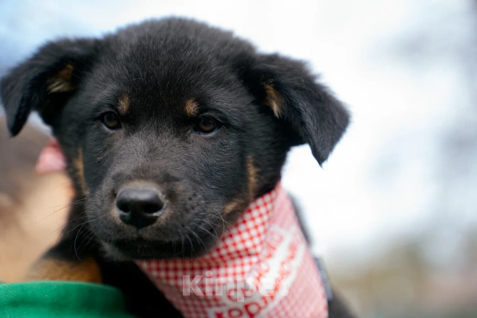 Собаки в Красногорске: Щенок мальчик Юджин 2 месяца Мальчик, Бесплатно - фото 3