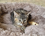 Кошки в Москве: Котенок Лили ищет дом Девочка, Бесплатно - фото 3