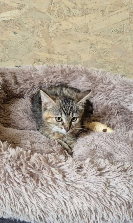 Кошки в Москве: Котенок Лили ищет дом Девочка, Бесплатно - фото 3