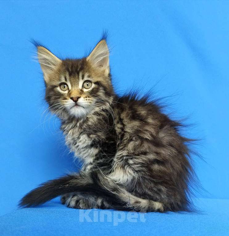 Кошки в Москве: Котёнок Мейн - Кун Мальчик Мальчик, 65 000 руб. - фото 2