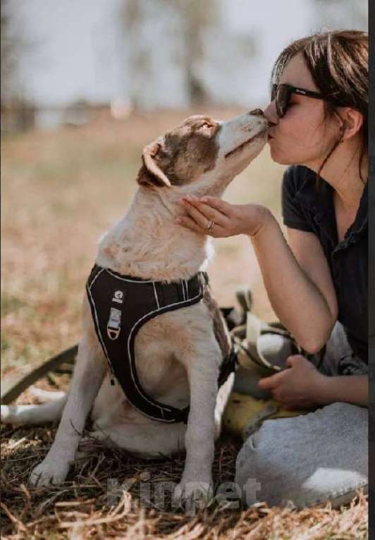 Собаки в Кубинке: Барни из приюта ищет дом. Мальчик, Бесплатно - фото 5