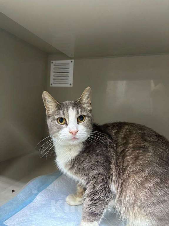 Кошки в Москве: Мортиша стала не нужна Девочка, Бесплатно - фото 2