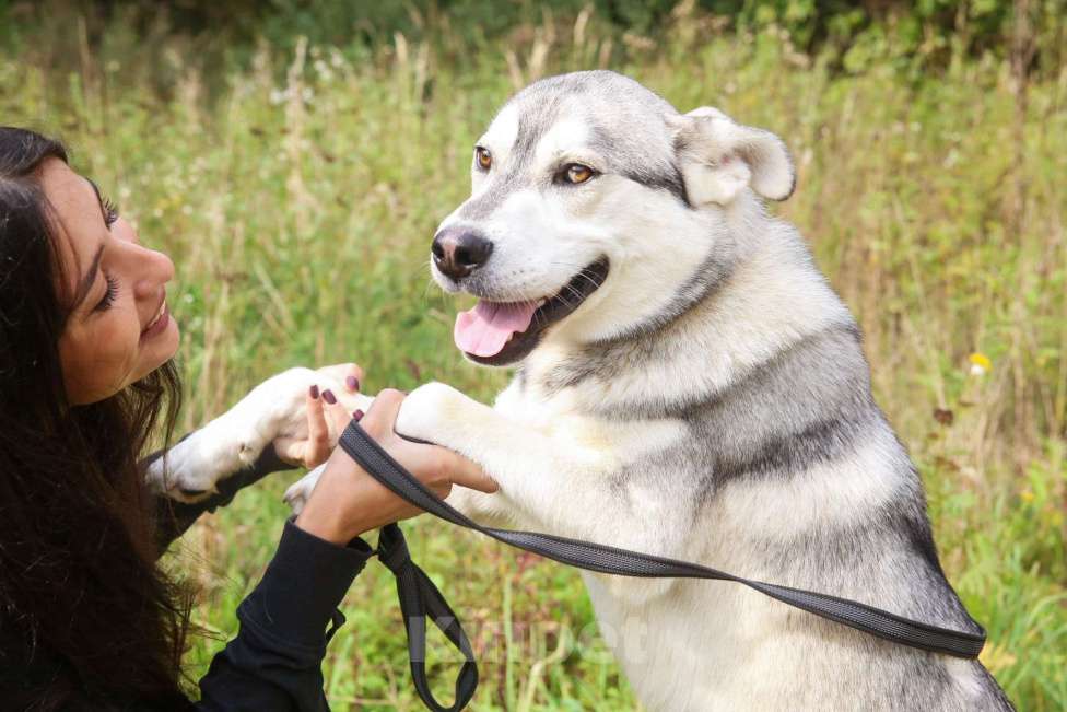 Собаки в Москве: Серенький Мальчик, Бесплатно - фото 6