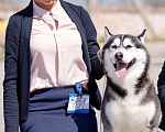 Собаки в Астрахани: Кобель хаски Мальчик, 1 руб. - фото 8