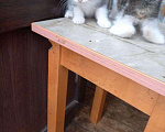 Кошки в Кстово: Котята срочно, 1 руб. - фото 2