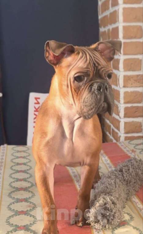 Собаки в Москве: Китайский чунцин Мальчик, 250 000 руб. - фото 1