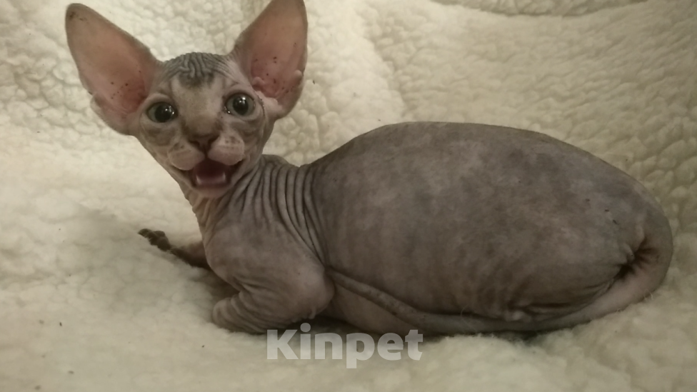 Кошки в Курске: Донская девочка с прямым геном цветной гетерохромии  Девочка, 20 000 руб. - фото 2