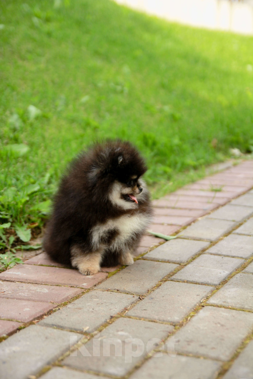 Собаки в Набережных Челнах: Шпиц щенок девочка в типе мишка Девочка, 135 000 руб. - фото 3