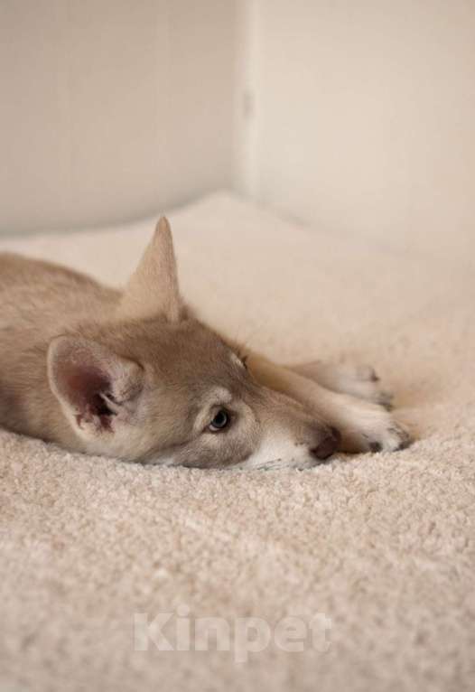 Собаки в Санкт-Петербурге: Белль волчья собака Саарлоса Девочка, 120 000 руб. - фото 3