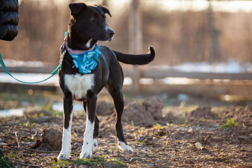 Собаки в Клине: Белла Девочка, Бесплатно - фото 2