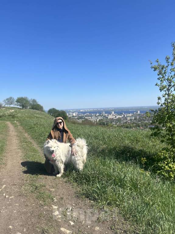 Собаки в Саратове: Пропала девочка самоед Девочка, 1 000 руб. - фото 3
