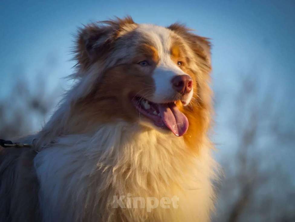 Собаки в Ейске: Отдам в заботливые руки Мальчик, Бесплатно - фото 2