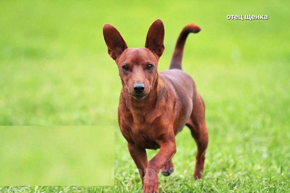 Собаки в Санкт-Петербурге: Цвергпинчер щенок мальчик Мальчик, Бесплатно - фото 4