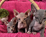 Кошки в Москве: Котята канадского сфинкса Мальчик, 25 000 руб. - фото 3