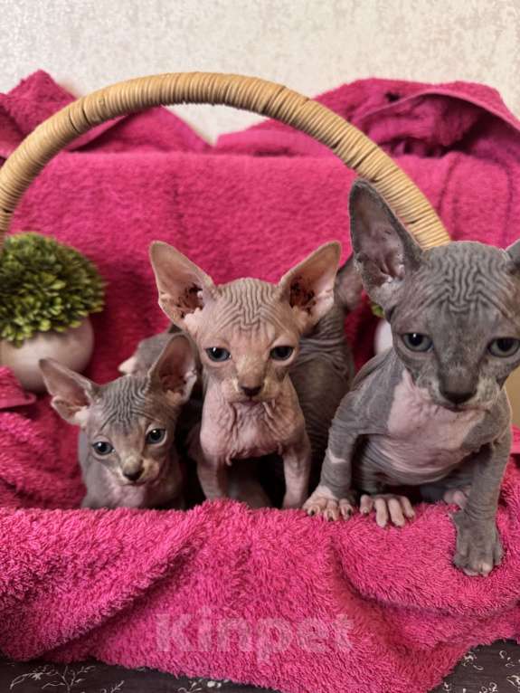 Кошки в Москве: Котята канадского сфинкса Мальчик, 25 000 руб. - фото 3