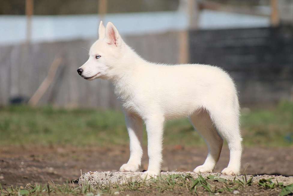 Собаки в Москве: Белый голубоглазый щенок сибирский хаски Мальчик, 50 000 руб. - фото 3