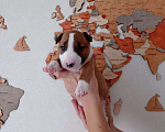 Собаки в Курске: Щенки миниатюрного бультерьера Мальчик, 80 000 руб. - фото 5