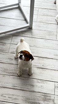 Щенок джек-рассел-терьер от титулованных родителей